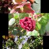 いつのまにかベランダの花が勢いづいてきた！！！