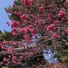 【鎌倉いいね】桜はまだですが。長谷寺は春の花を楽しめます（３月１５日現在）。