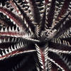 Dyckia ‘Bill Paylen’