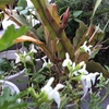 白の孔雀サボテンに蕾が付きますた。母親がいなくなった去年はなぜか咲かなかったのが不思議で。