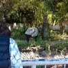 🐗 東山動植物園（15）🍂