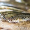 天ぷら最強の魚？？「ハゼ」を釣って食す！