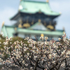 梅が見頃の大阪城公園の梅林へ。メジロを撮りたかったのにメジロがおらんぞ。