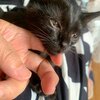 猫がどうしてもワシのベッドで寝たい理由