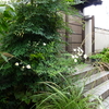 貴船菊