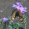 これはヒョウモン？　&　ヤブラン、カサブランカから芽