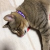 笑う門には福来る。。たぶん、きっと来る！！