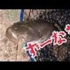 ナマズ釣り ルアー(ワーム)釣り