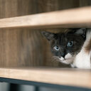 はたけの独り言