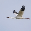 ２０２２年１２月　九州にて野鳥観察。（アルパインツアーサービスの２泊３日野鳥観察ツアーに参加）その１。