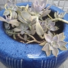米樽植木鉢から火鉢植木鉢へ