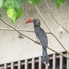 カンムリコサイチョウ(Crowned Hornbill)