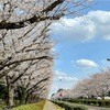 近場でお花見