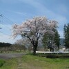 今日の桜