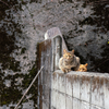 隣市西道沿いのねこさん