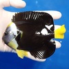 【現物2】パソニファーエンゼル 13.5cm± ! 海水魚 ヤッコ 15時までのご注文で当日発送【ヤッコ】