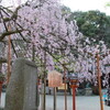 長等公園　枝垂桜