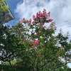 空に白雲もくもくと百日紅（あ）