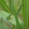 「お家にいましょう・stay home」　⑦　二つの孤独感　　　　   