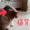 猫背矯正
