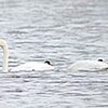 ウトナイ湖にコハクチョウの第１陣