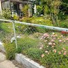 庭のバラ散歩🌹咲き誇るライムライトと咲き終わった群舞