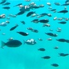 リアル天然水族館？！道の駅伊東マリンタウンで遊覧船乗ってみた