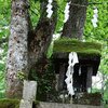 Thurs.　戸隠神社　ヤマボウシ