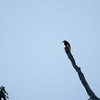 ジュウニセンフウチョウ Twelve-wired Bird of Paradise 1
