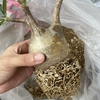 ベアルートのグラキリスを陶器鉢へ植え替えました！