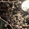 桜満開。