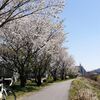 ちょっとそこまで　花は何処へいった　しだれ桜（幸田町） 2026/04/08