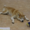 モフモフの秋田イッヌに会える「秋田犬の里」｜2024年東北夏祭りめぐりの旅⑥