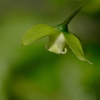 姫柿の花開花中、受粉は雄木の花から自然媒体で自然に・・・。