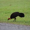 Australian Brush-Turkey　ヤブツカツクリ