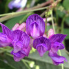 (447) Vicia unijuga