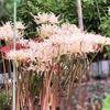 津田町亀尾橋のあたりで見つけた秋を感じる赤と白の彼岸花