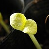 「芽」シリーズ・かぼちゃの芽