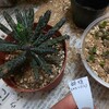 残りの多肉植物を植え替え&水やりもしました♪【多肉植物】