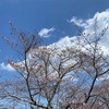 職場の桜が