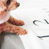 【ペットだいありー92】愛犬ててちゃんの写真