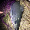 アジング釣行記録〜5分で3魚種 7個体