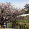 岸和田城と桜と