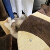 ボール遊びがとても気に入ったふくちゃん