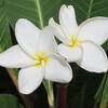 9月のプルメリア