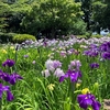相模原公園と周辺の緑道で花を見る 〈後編〉花菖蒲とあれこれ