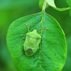 最終形態