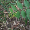 Diplomorpha trichotoma　キガンピ