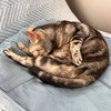 猫、とても過ごしやすい日