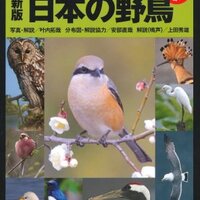 保証書付き：武井渓月「四季の花」 野に咲く花 (山渓ハンディ図鑑) (山溪ハンディ図鑑 1) | 平野 隆久
